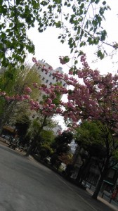 13001077_1031497200256304_9062498224828024447_n - コピー - コピー